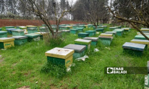 خلايا النحل في ريف درعا الغربي- 19 من شباط 2022 (عنب بلدي حليم محمد)
