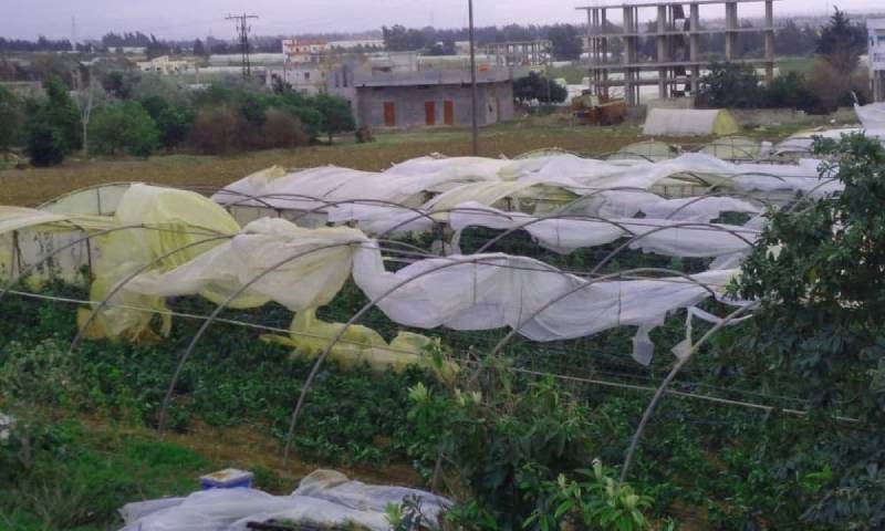 بيوت بلاستيكية متضرر جراء العاصفة المطرية في طرطوس (صوت سوريا/تويتر)