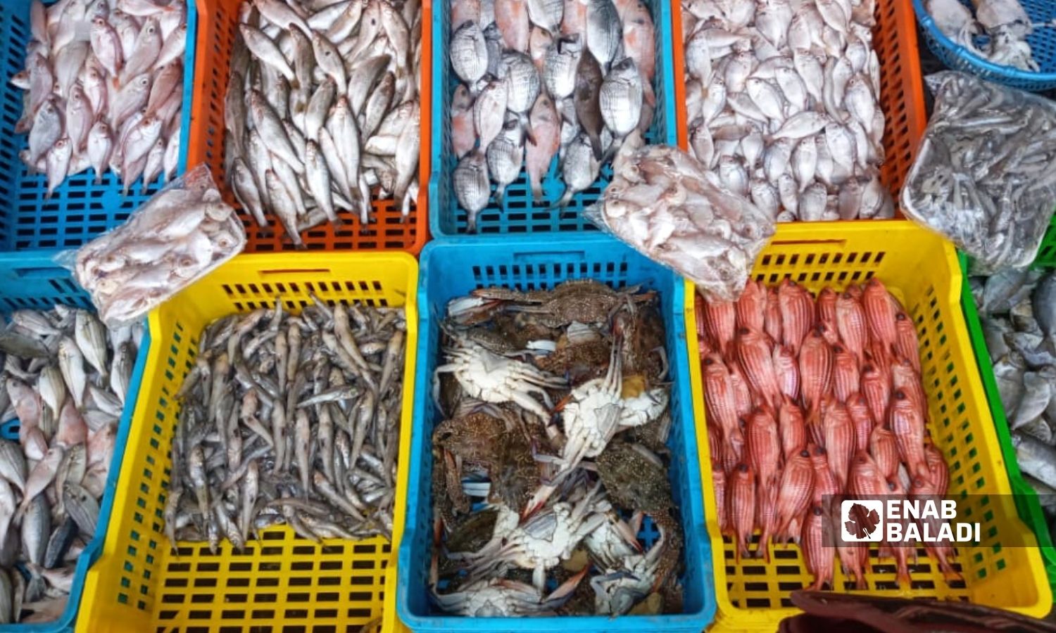 صناديق أسماك في سوق "أوغاريت" بين حيي العوينة وصليبة في مدينة اللاذقية - 2 من نيسان 2022 (عنب بلدي)