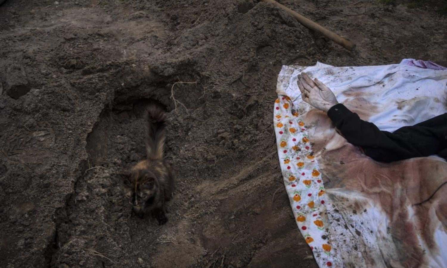 قطة ترقد في قبر مواطنة أوكرانية قتلت بقصف روسي في إيربين بضواحي كييف - 15 نيسان 2022 (AP)