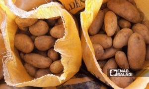 جزء من شحنة البطاطا المستوردة من مصر في محافظة حمص- نيسان 2022 (عنب بلدي/ عروة المنذر)