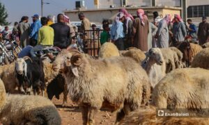 سوق الأغنام في بلدة أرشاف بريف حلب الشمالي – 27 من تموز 2020  (عنب بلدي/ عبد السلام مجعان)