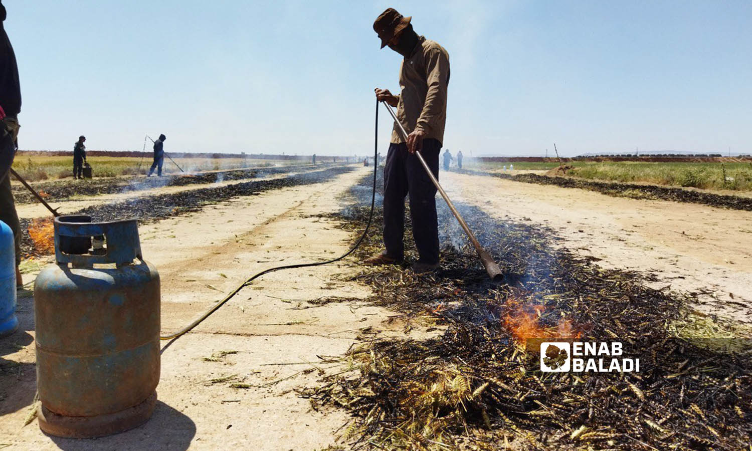 أجواء حرق محصول القمح قبل نضجه لتحضير مادة الفريكة في ريف إدلب الشرقي - 13 أيار 2022 (عنب بلدي)