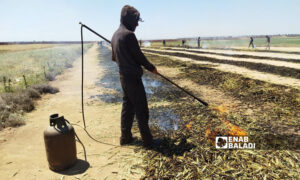 أجواء حرق محصول القمح قبل نضجه لتحضير مادة الفريكة في ريف إدلب الشرقي - 13 أيار 2022 (عنب بلدي)