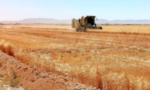 حصادة تحصد القمح في ريف محافظة حمص وسط سوريا- 9 من حزيران 2021 (سانا)
