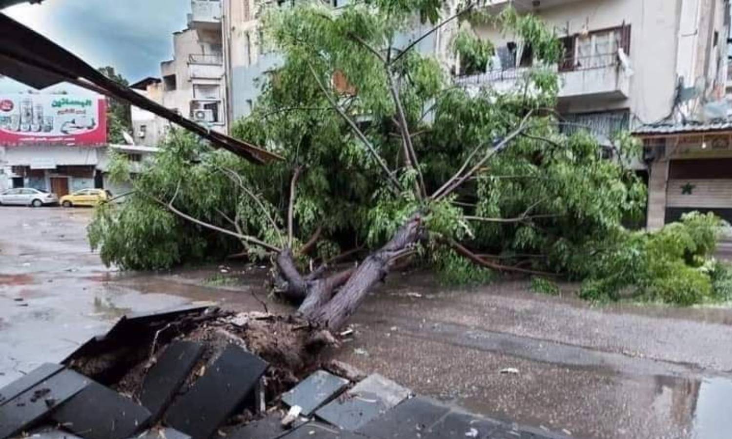 تساقط الأشجار في محافظة اللاذقية نتيجة العاصفة - 25 من حزيران 2022 (شبكة اخبار اللاذقية وريفها)