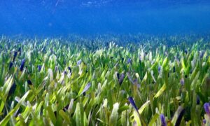 الأعشاب البحرية لأكبر نبات مكتشف على وجه الأرض - 1 حزيران 2022 (UWA / Rachel Austin)