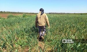 مزارع في حقله بريف درعا الغربي- 12 من نيسان 2022(عنب بلدي/حليم محمد)