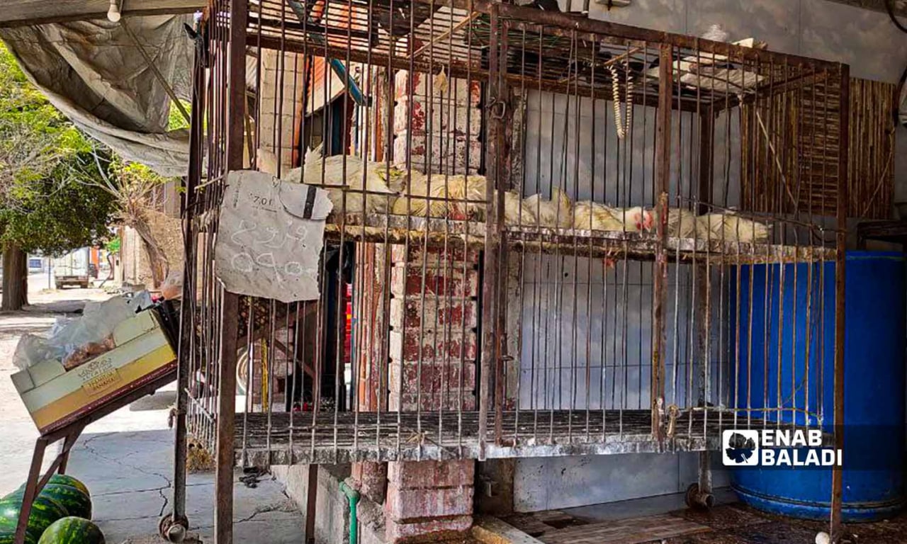 مدجنة لبيع الفروج في مدينة القامشلي في 3 من حزيران 2022 (عنب بلدي/ مجد السالم)