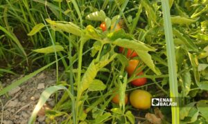 محصول الطماطم في الأراضي الزراعية ببلدة دركوش في ريف إدلب الغربي- 3 من تموز 2022 (عنب بلدي)

