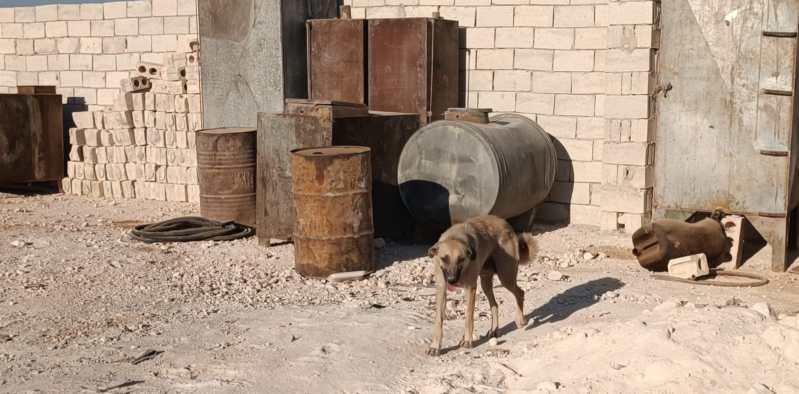 الكلاب الشاردة في إدلب - 15 من آب 2022 (عنب بلدي / هدى الكليب)