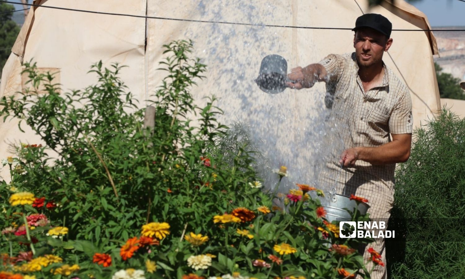 نازحون في منقطة عفرين بريف حلب يزرعون الزهور بجانب خيامهم - 25 تموز 2022 (عنب بلدي / أمير خربطلي)