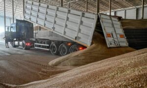موظف يفرغ حبوب القمح داخل مستودع في منطقة زابوريزهزهيا الأوكرانية - 29 تموز 2022 (رويترز)