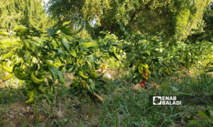 محصول الفليفلة في ريف إدلب الغربي- 23 من تموز 2022 (عنب بلدي)
