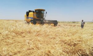 شخص يراقب حصاد القمح في أحد مزارع شمال شرقي سوريا-19 من تموز 2021(صندوق الائتمان لإعادة إعمار سوريا)