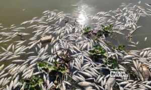 أسماك نافقة في مجرى العاصي متأثرة بمخلفات معمل سكر تل سلحب التي تصب في النهر (عنب بلدي)