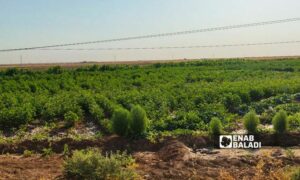 حقل مزروع بمحصول القطن في ريف القامشلي الجنوبي في 3 من آب 2022 (عنب بلدي/ مجد السالم)
