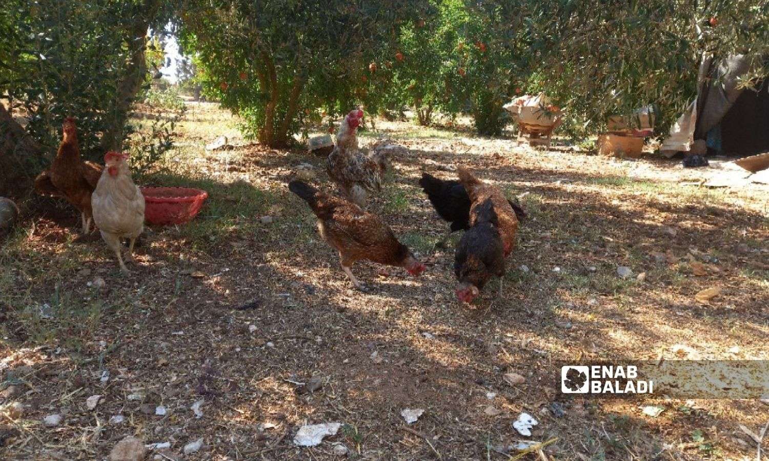 تربية الدجاج في مزارع درعا في 18 من أيلول 2022 (عنب بلدي/ حليم محمد)