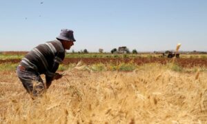 مزارع يحصد القمح في دير خبيه بريف دمشق - 17 حزيران 2021 (رويترز)