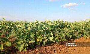 محاصيل زراعية للمواسم الصيفية في ريف درعا الغربي في 20 من ايلول 2022 (عنب بلدي/ حليم محمد)

