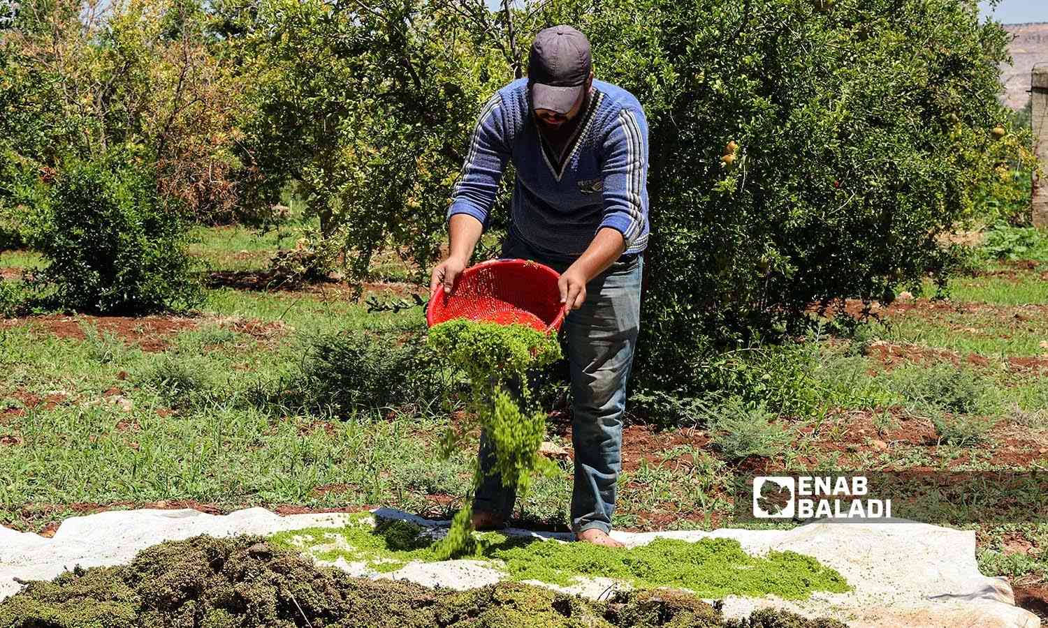 رجل يجفف نبات الازولا ويخزنه لفصل الشتاء ليستخدمه كعلف للدواجن  في منطقة عفرين بريف حلب الشمالي - 30 أيلول 2022 (عنب بلدي / أمير خربطلي)