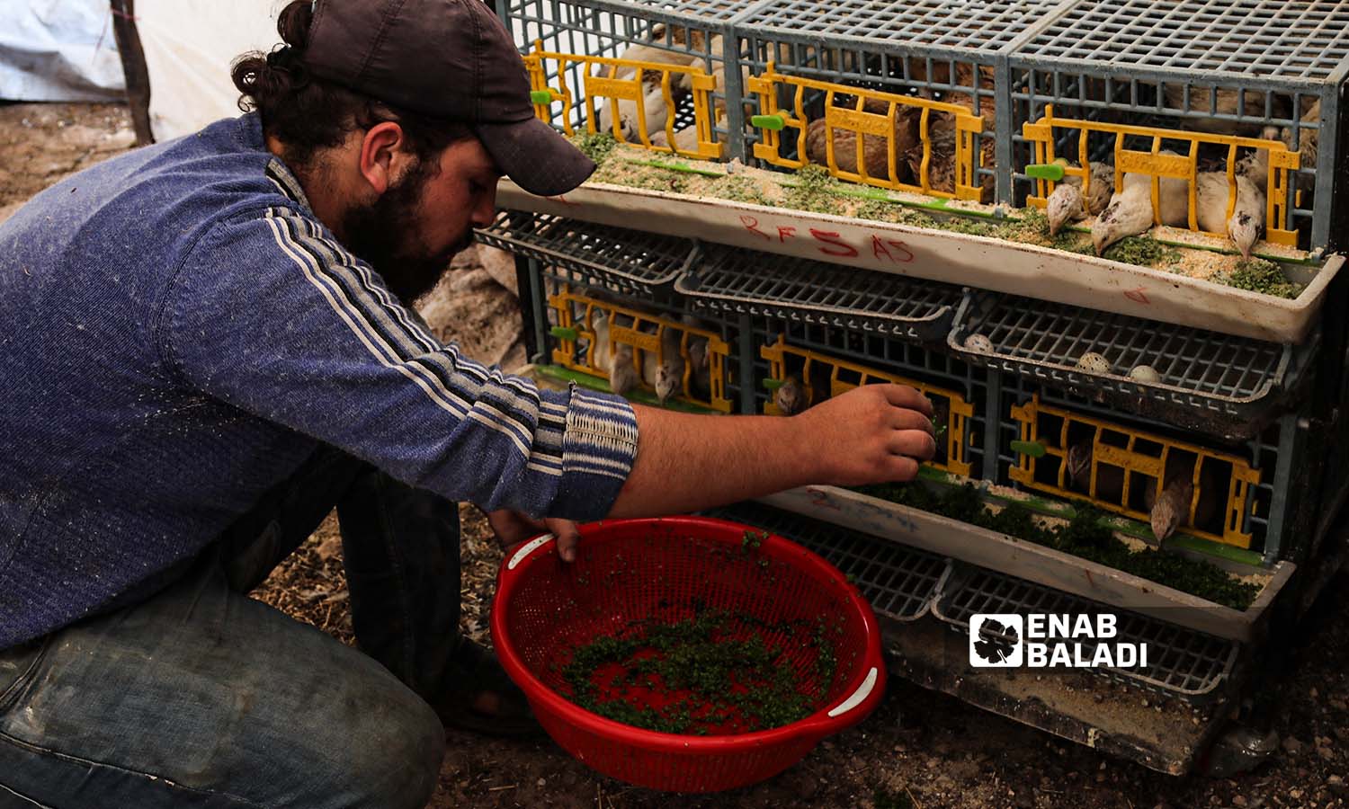 رجل يستخدم نبات الأزولا كعلف للدواجن والحيوانات في منطقة عفرين بريف حلب الشمالي - 30 أيلول 2022 (عنب بلدي / أمير خربطلي)