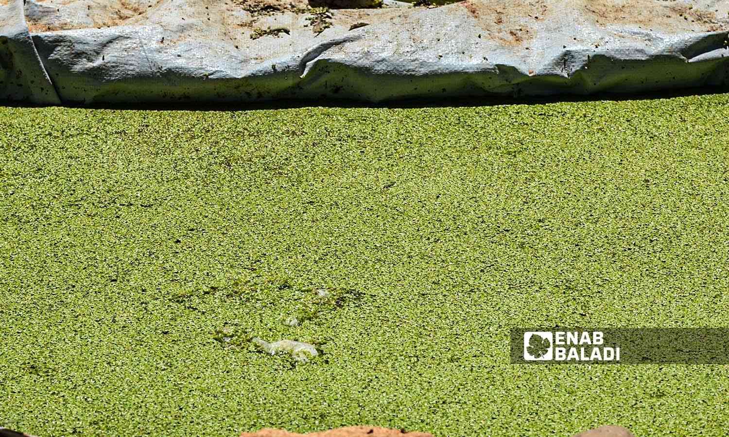حوض مائي صغير زُرع فيه نبات الازولا وهو "نبات سرخسي" يعيش طافيًا على سطح المياه في منطقة عفرين بريف حلب الشمالي - 30 أيلول 2022 (عنب بلدي / أمير خربطلي)
