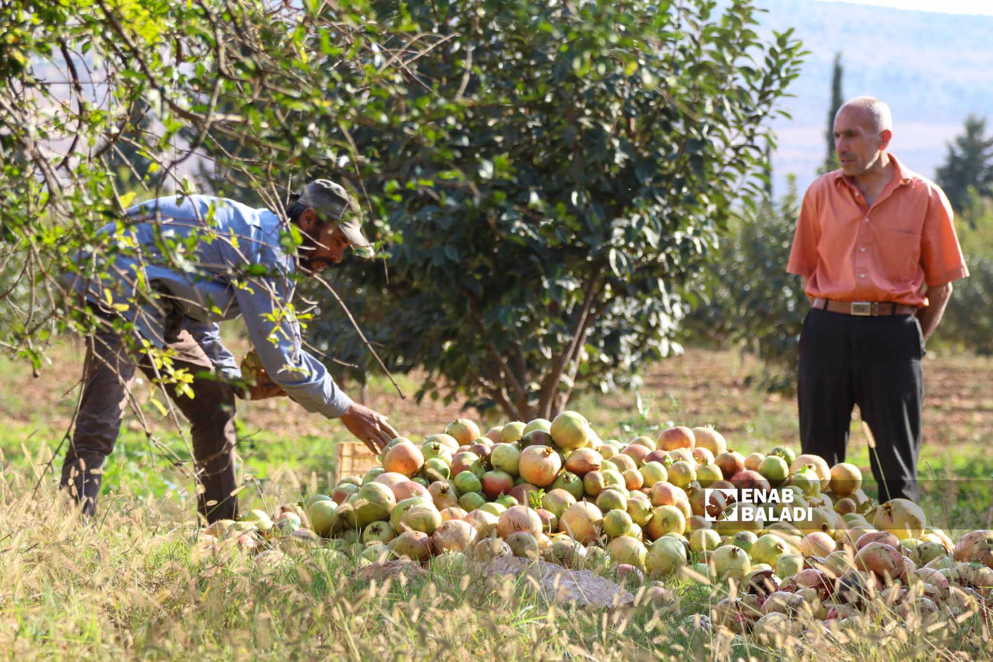 مزارعون يقطفون الرمان في بلدة الباسوطة بمنطقة عفرين بريف حلب – 18 تشرين الأول 2022 ( عنب بلدي / أمير خربطلي) 