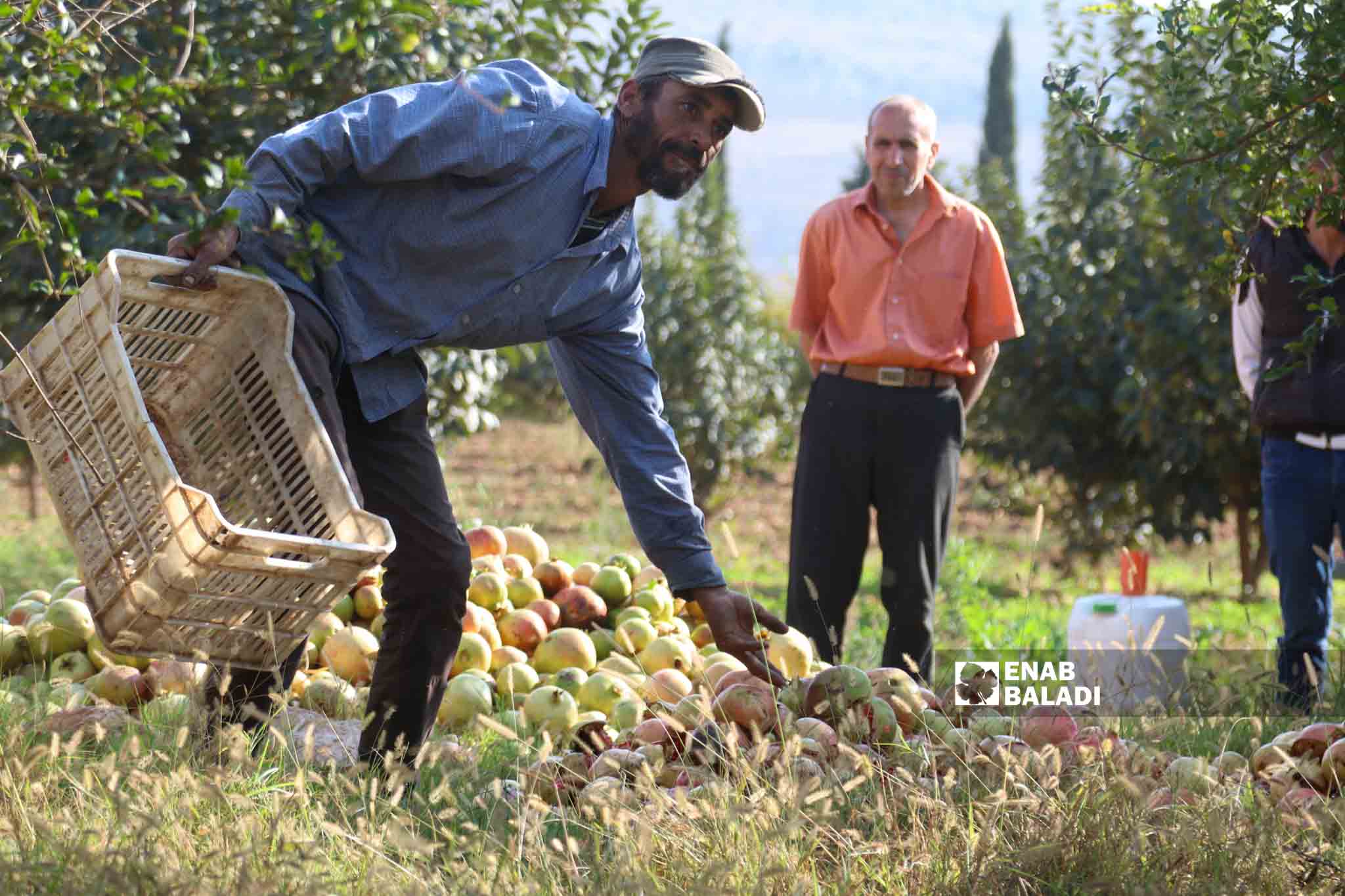 مزارعون يقطفون الرمان في بلدة الباسوطة بمنطقة عفرين بريف حلب – 18 تشرين الأول 2022 ( عنب بلدي / أمير خربطلي)
