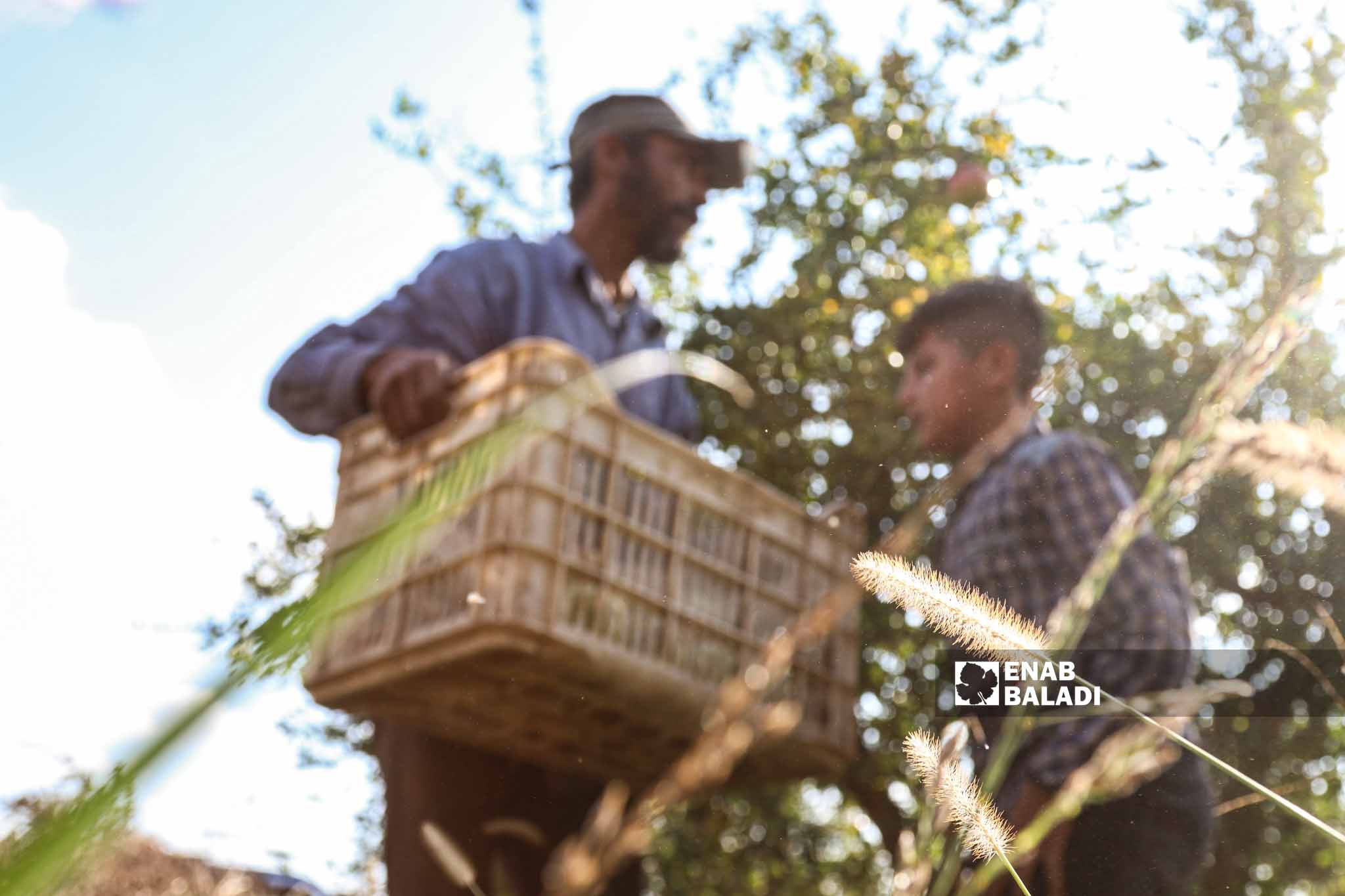 مزارعون يقطفون الرمان في بلدة الباسوطة بمنطقة عفرين بريف حلب – 18 تشرين الأول 2022 ( عنب بلدي / أمير خربطلي) 