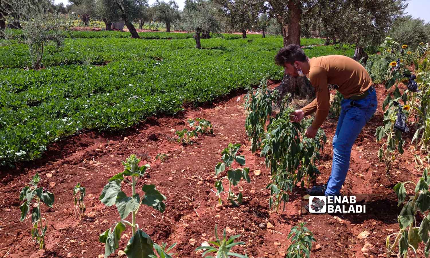 مزارع يعمل في أرضه بقرية البردقلي بريف إدلب الشمالي -  24 من تشرين الثاني 2022 (عنب بلدي)