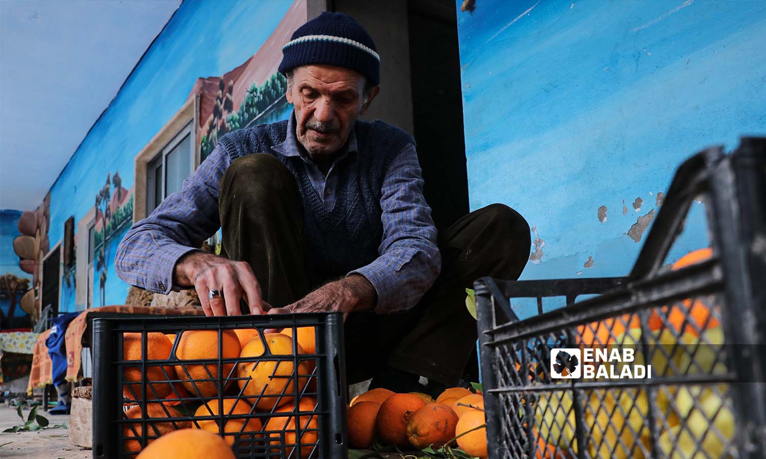 مزارع يقوم بصف البرتقال داحل قفص بلاستيكي وتجهيزه للبيع في دركوش بريف إدلب- 17 من كانون الأول 2022(عنب بلدي/ محمد نعسان دبل)