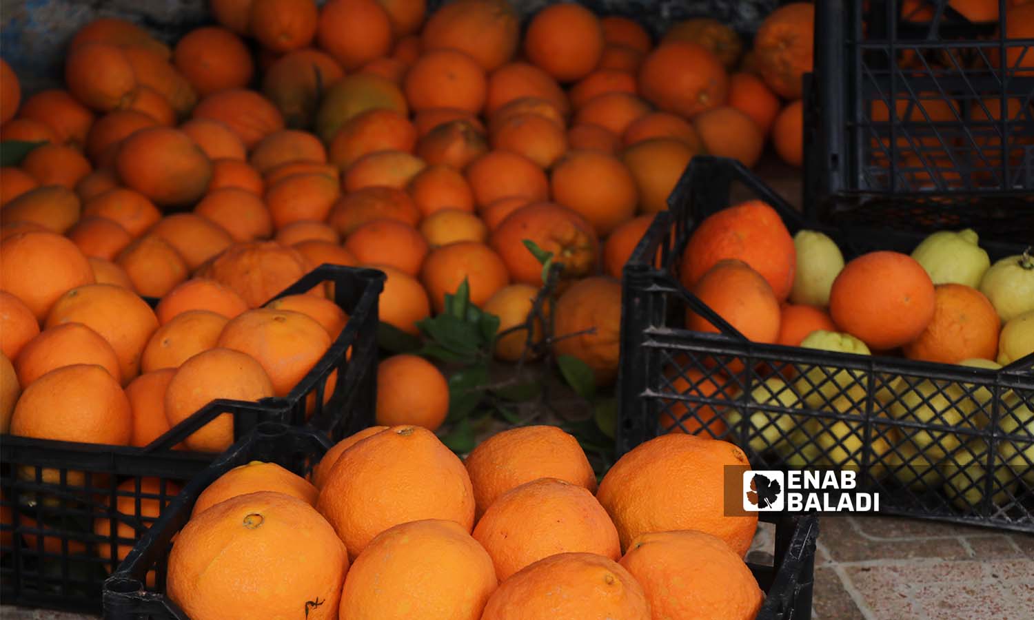ثمار البرتقال مجهزة للبيع ضمن أقفاص بلاستيكية في دركوش بريف إدلب- 17 من كانون الأول 2022(عنب بلدي/ محمد نعسان دبل)
