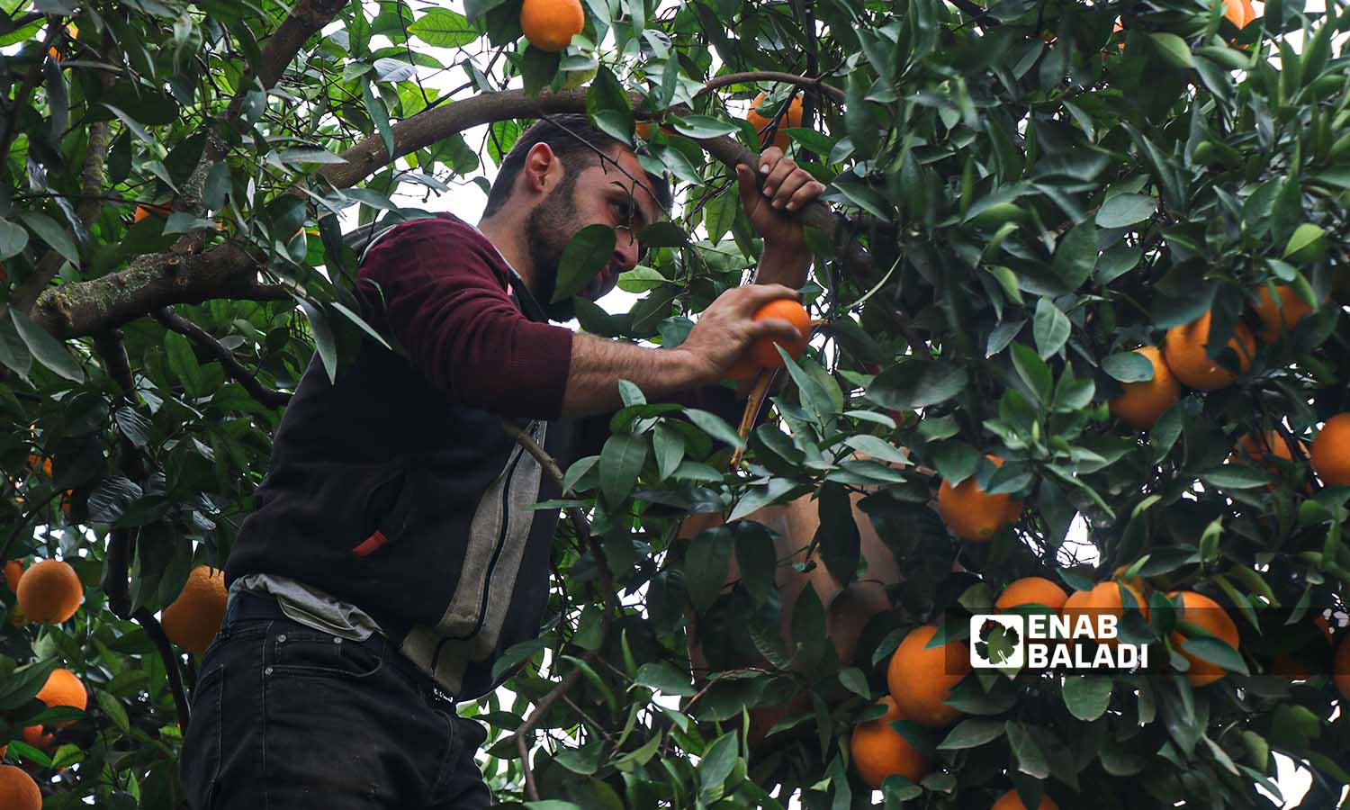 مزارع يقوم بقطف ثمار البرتقال من إحدى بساتين  دركوش بريف إدلب- 17 من كانون الأول 2022(عنب بلدي/ محمد نعسان دبل)