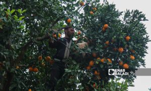 مزارع يقوم بقطف ثمار البرتقال من إحدى بساتين  دركوش بريف إدلب- 17 من كانون الأول 2022(عنب بلدي/ محمد نعسان دبل)