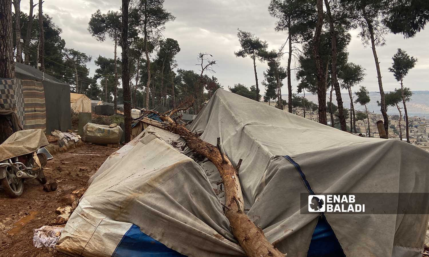 شجرة حراجية سقطت بفعل عاصفة هوائية على خيام يقيم بها مهجرون سوريون في مخيم حرش الزيادية بعفرين- 26 من كانون الأول 2022 (عنب بلدي/ أمير خربطلي)
