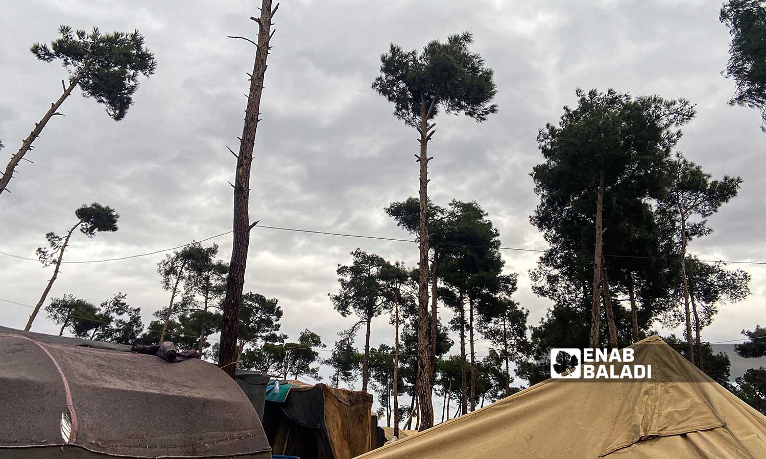 الرياح القوية تتسبب بتساقط الأشجار على مخيم حرش الزيادية بعفرين - 26 من كانون الأول 2022 (عنب بلدي/ أمير خربطلي)