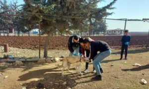 أشخاص إلى جانب موظف في مديرية الزراعة والثروة الحيوانية في مدينة اعزاز بريف حلب الشمالي يعطي أحد الكلاب لقاحًا ضد فيروس السعار- 23 من تشرين الثاني 2022 (المجلس المحلي في اعزاز/ فيس بوك)
