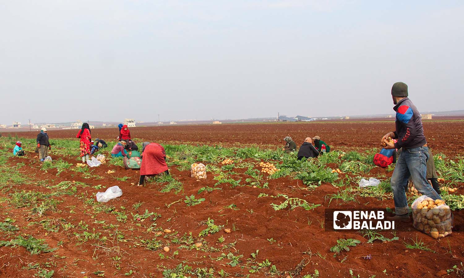 عمال يقلعون البطاطا في بلدة زردنا بريف ادلب - 26 من كانون الأول 2022 (عنب بلدي/ إياد عبد الجواد)

