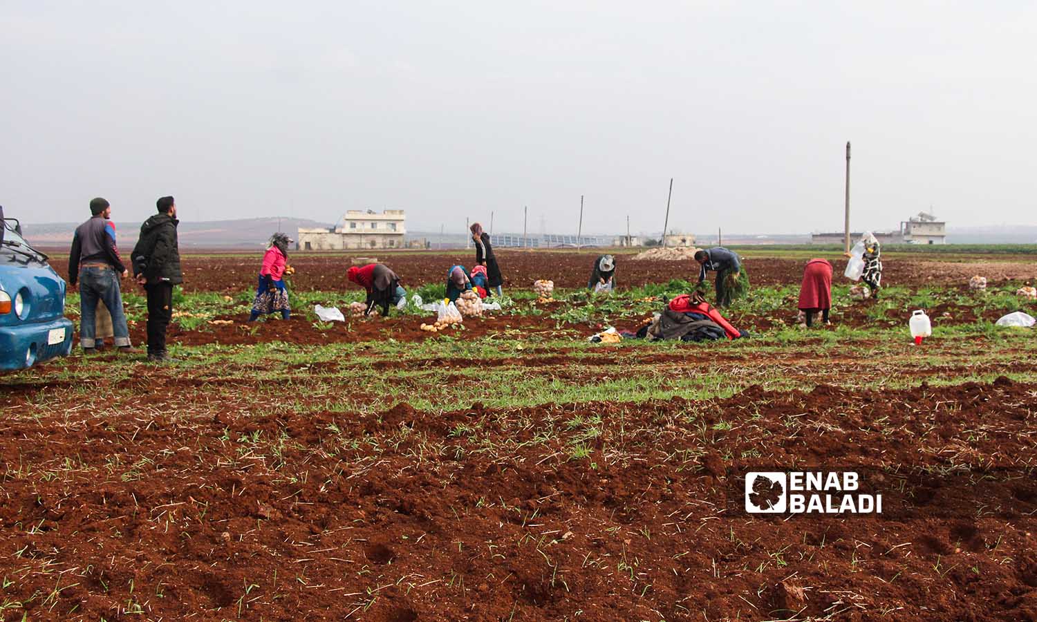 عمال يقلعون البطاطا في بلدة زردنا بريف ادلب - 26 من كانون الأول 2022 (عنب بلدي/ إياد عبد الجواد)
