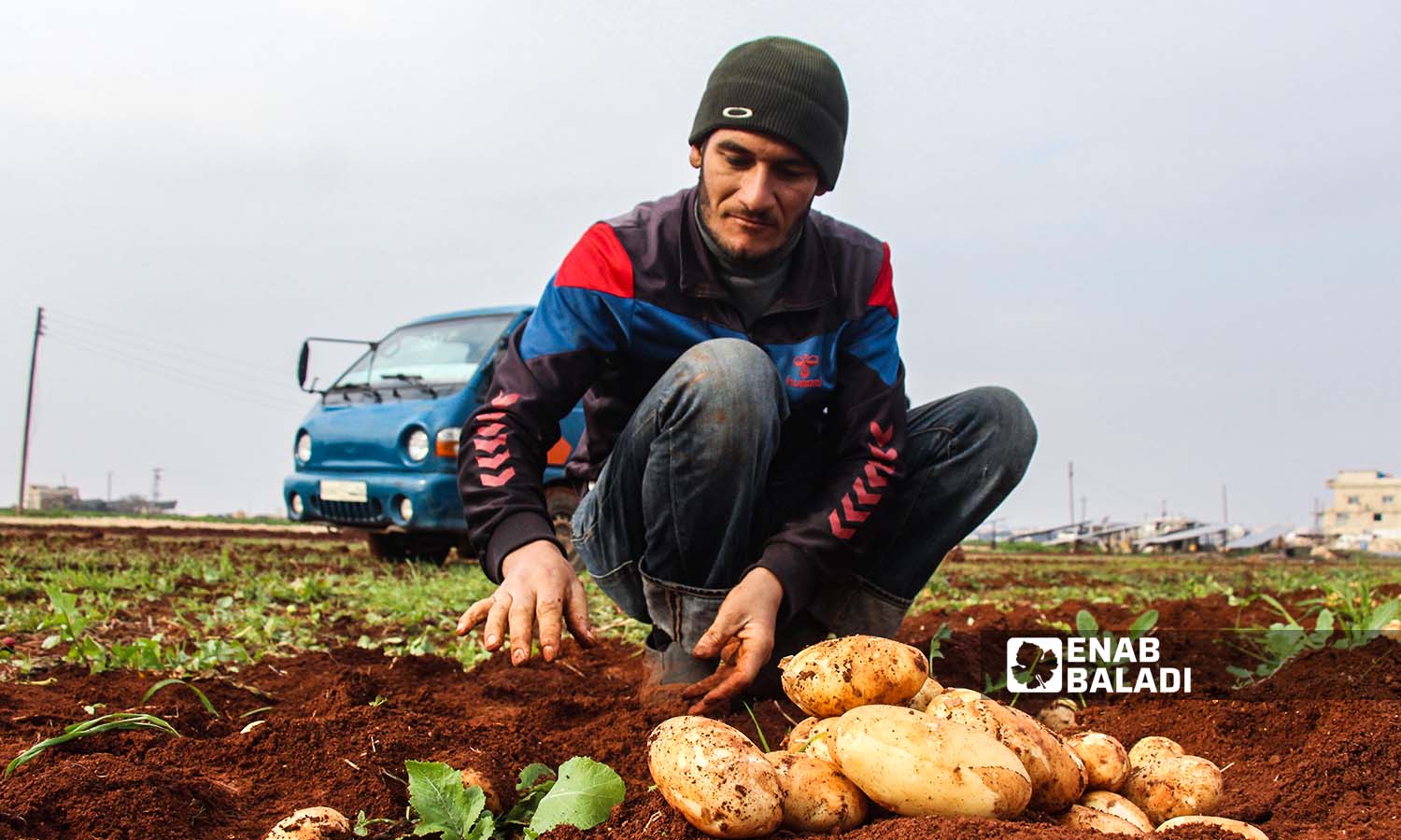 عامل يزيل الأتربة من على حبات البطاطا بعد قلعها في بلدة زردنا بريف ادلب - 26 من كانون الأول 2022 (عنب بلدي/ إياد عبد الجواد)
