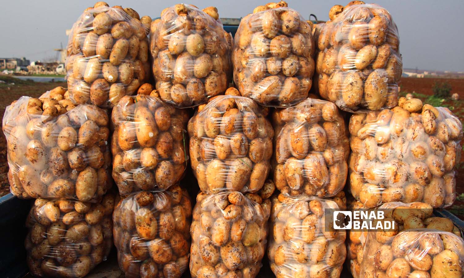 محصول البطاطا معبأ بأكياس مجهز للبيع في بلدة زردنا بريف ادلب - 26 من كانون الأول 2022 (عنب بلدي/ إياد عبد الجواد)
