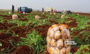 عمال يقلعون البطاطا في بلدة زردنا بريف ادلب - 26 من كانون الأول 2022 (عنب بلدي/ إياد عبد الجواد)
