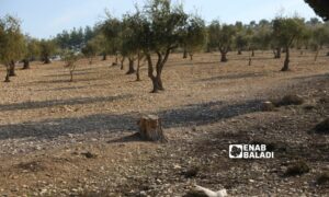 جذع شجرة زيتون بعد قطع الشجرة في أرض زراعية بمدينة عفرين بريف حلب الشمالي- كانون الأول 2022 (عنب بلدي/ أمير خربوطلي)
