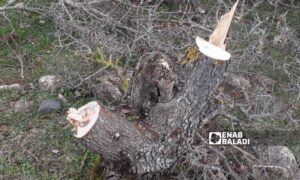 جذع شجرة تعرّضت للقطع في محمية جباتا الخشب بالقنيطرة- 6 كانون الثاني 2023 (عنب بلدي)
