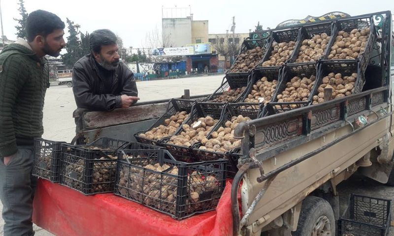 بائع ثمار الكمأة في إدلب شمالي سوريا - شباط 2019 (موقع اقتصاد)