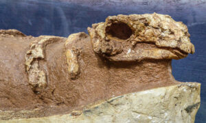 نموذج من الأحافير التي عثر عليها لحيوان البيناكوصور (عالم الأحافير Stu Pond/ تويتر)