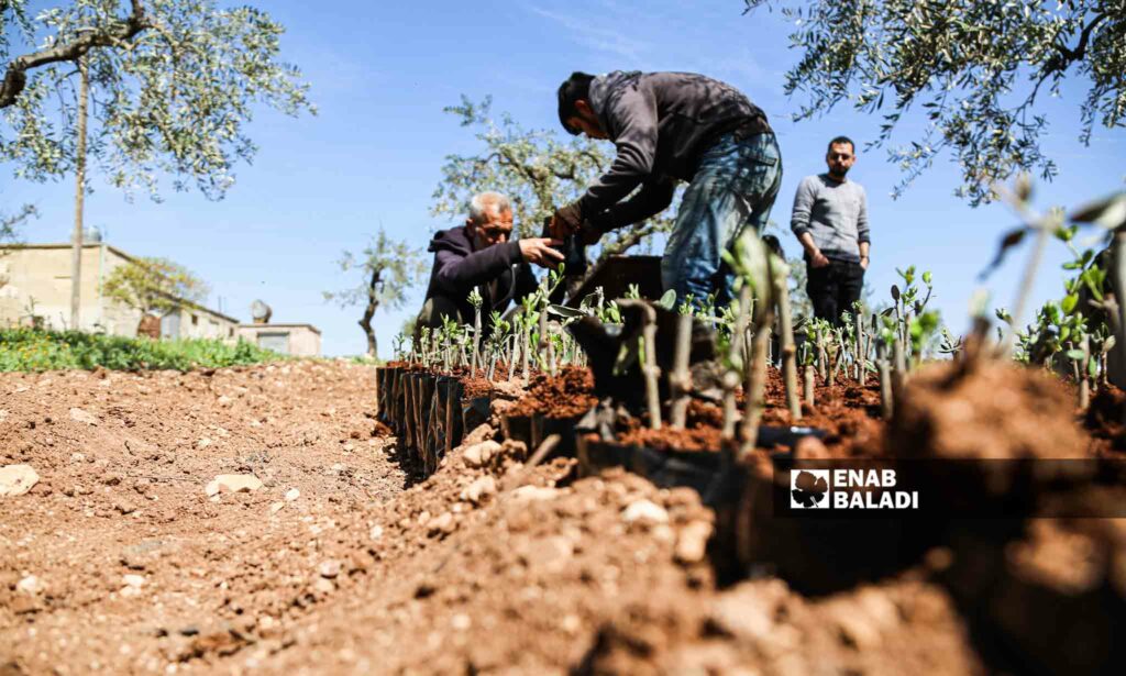 تقليم أشجار الزيتون بعد عملية القطف في كفر صفرة بناحية جنديرس - 9من نيسان 2023 (عنب بلدي/ أمير خربطلي)