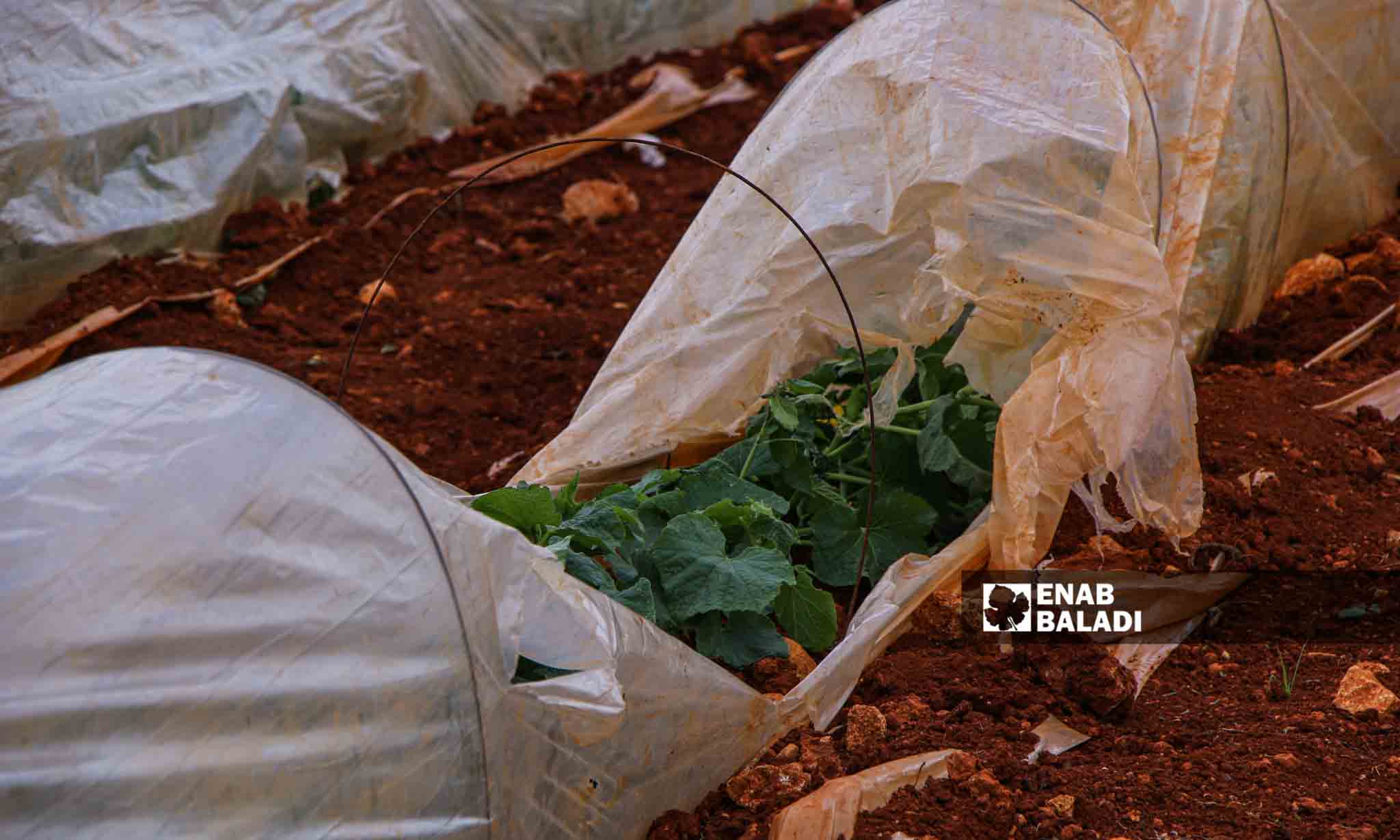  رياح تسبب ضررًا في الأنفاق الزراعية البلاستيكية في قرية مورين بريف إدلب - 30 من آذار 2023 (إياد عبد الجواد/عنب بلدي) 