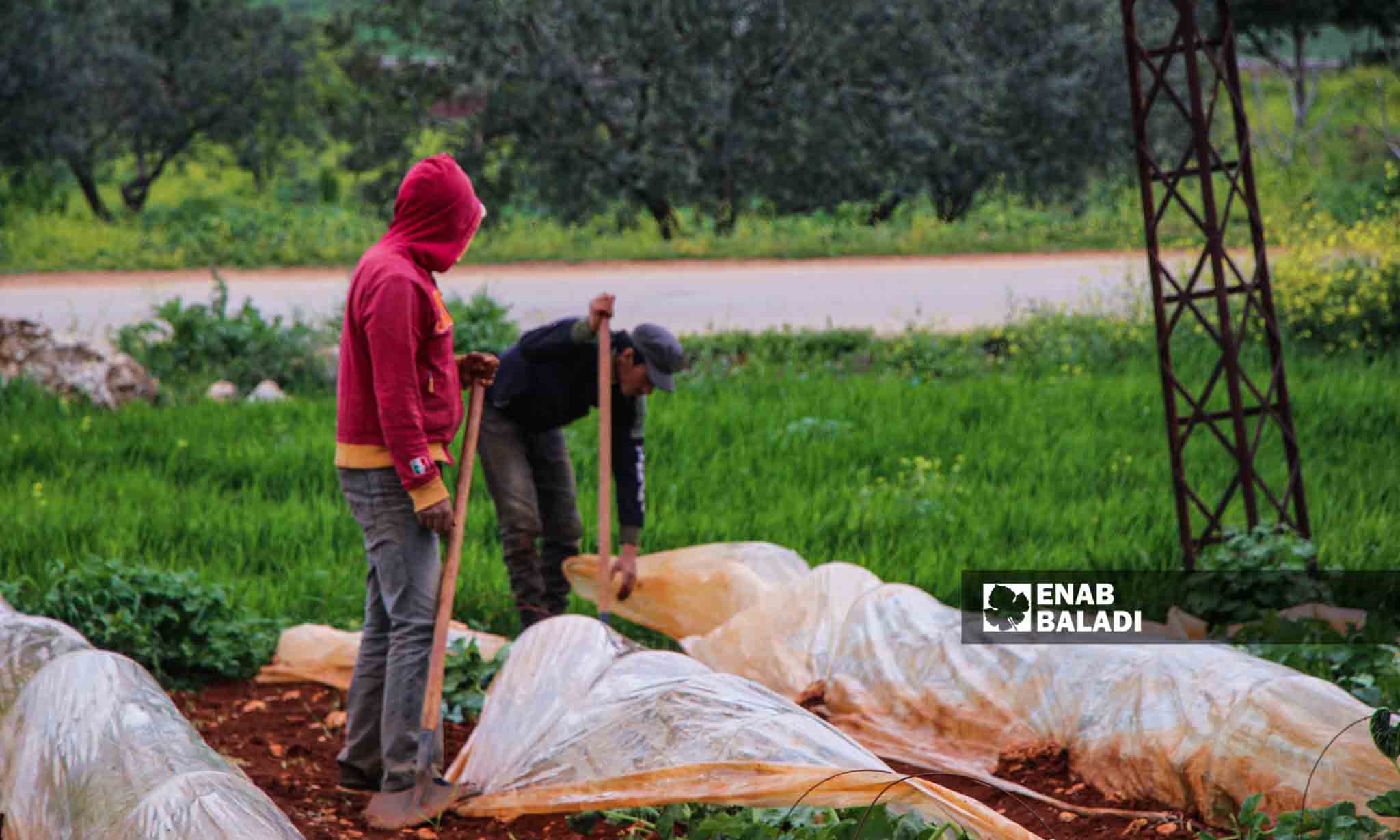  مزارعون يصلحون الأنفاق الزراعية البلاستيكية التي تضررت بسبب الرياح في قرية مورين بريف إدلب - 30 من آذار 2023 (إياد عبد الجواد/عنب بلدي)